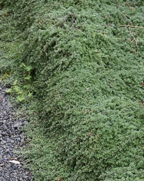 Thymus Pseudolanuginosis 6-Pack