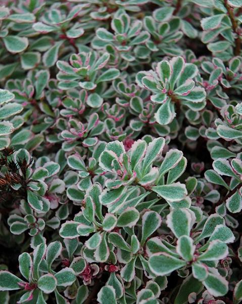 Sedum Tricolor 6-Pack