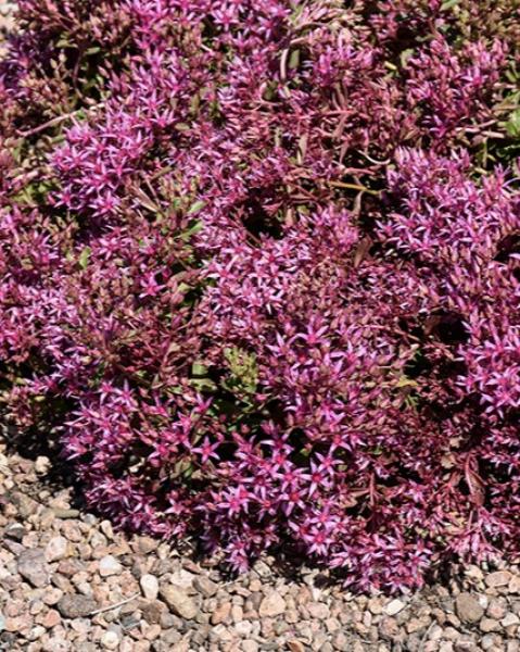 Sedum Dragon's Blood 6-Pack