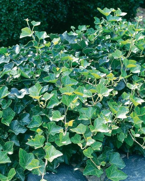 Hedera Helix 6-Pack