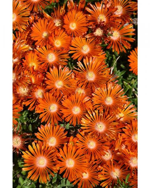 Delosperma Ocean Sunset Orange Vibe