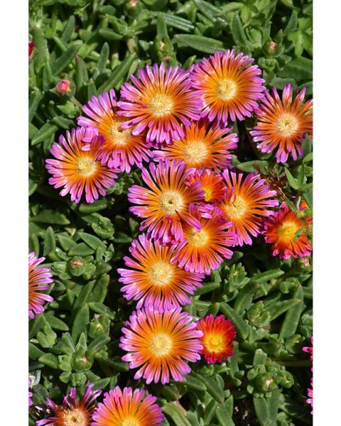 Delosperma Ocean Sunset Orange Glow