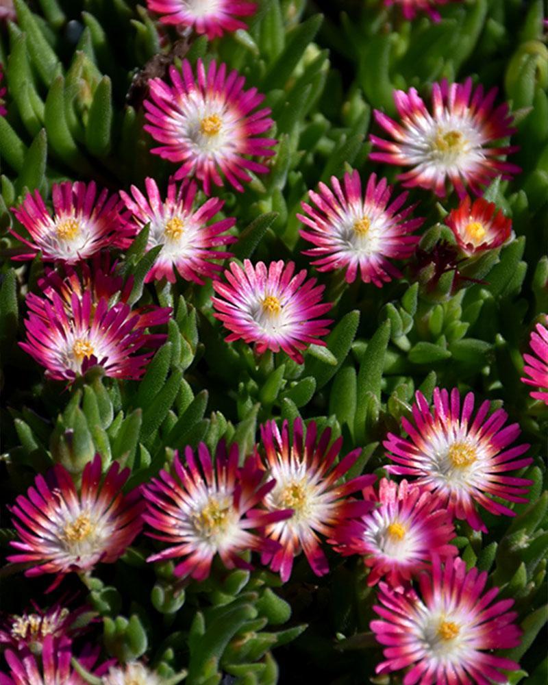Delosperma Jewel Of Desert Ruby