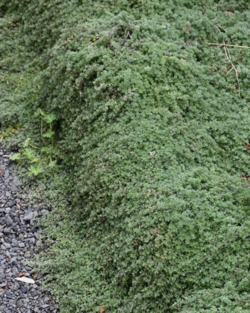 Thymus Pseudolanuginosis 6-Pack