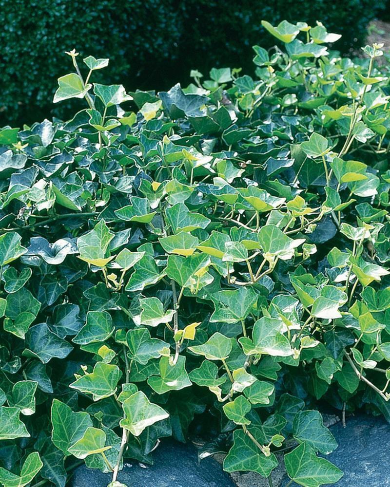 Hedera Helix 6-Pack