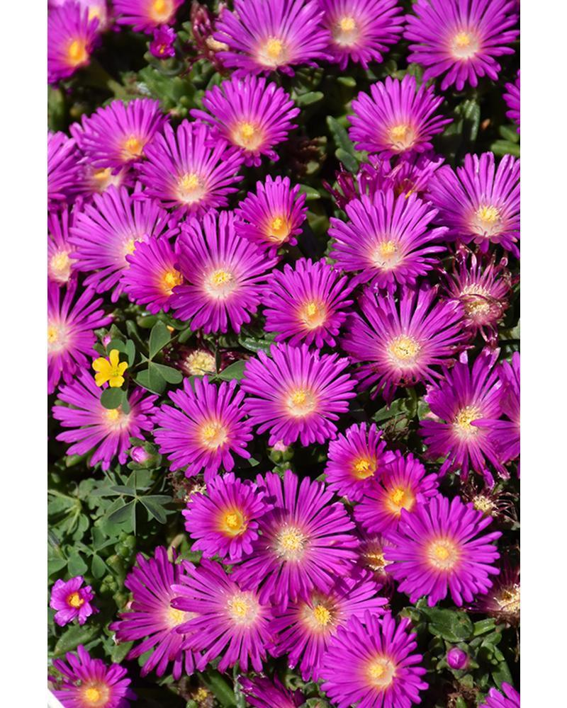 Delosperma Ocean Sunset Violet