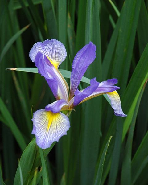 Iris Blue Flag