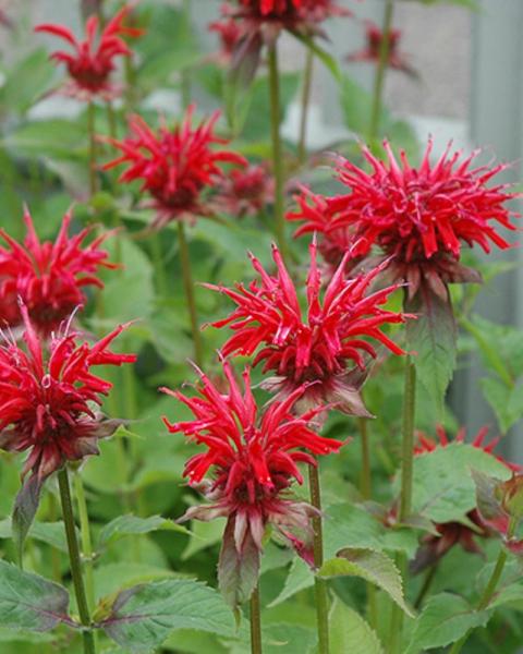 Monarda Jacob Kline