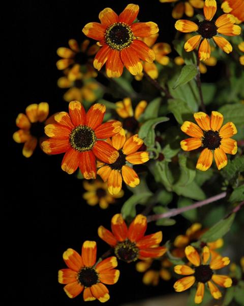 Rudbeckia Prairie Glow