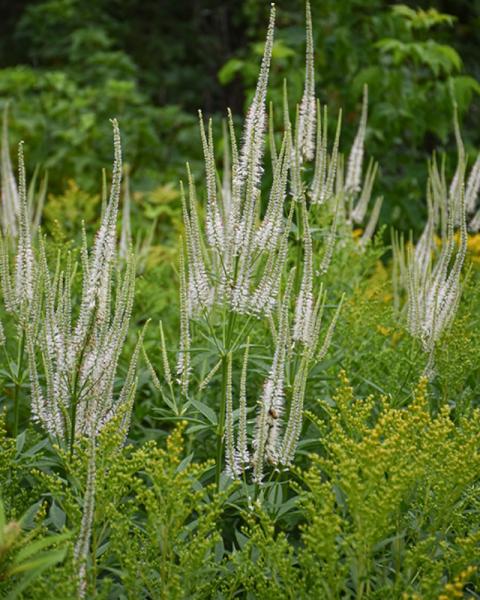Veronicastrum Virginicum
