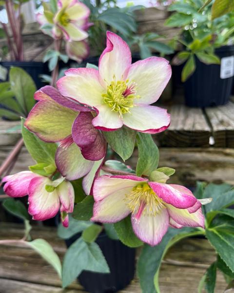 Helleborus Ice and Roses Picotee