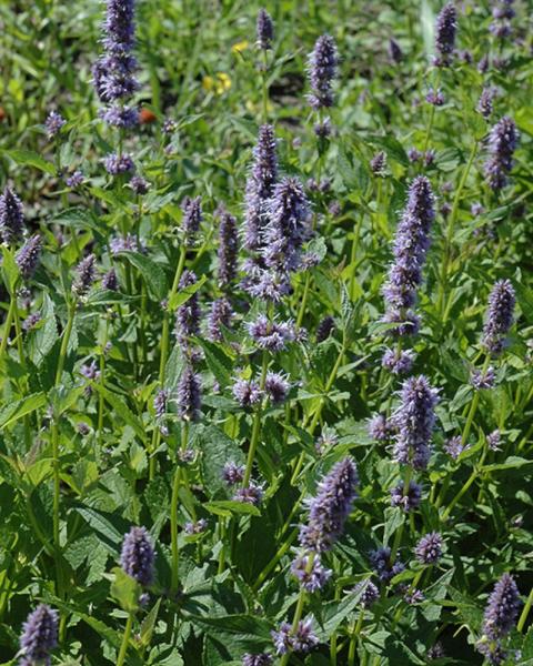 Agastache Foeniculum