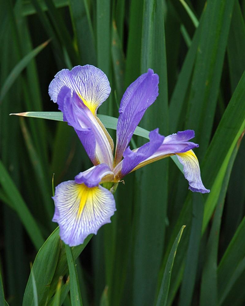 Iris Blue Flag