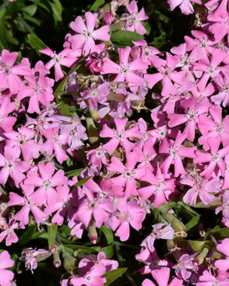 Silene Short and Sweet