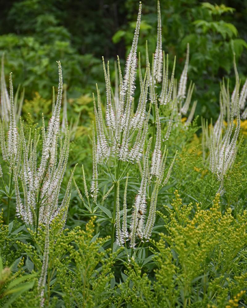 Veronicastrum Virginicum