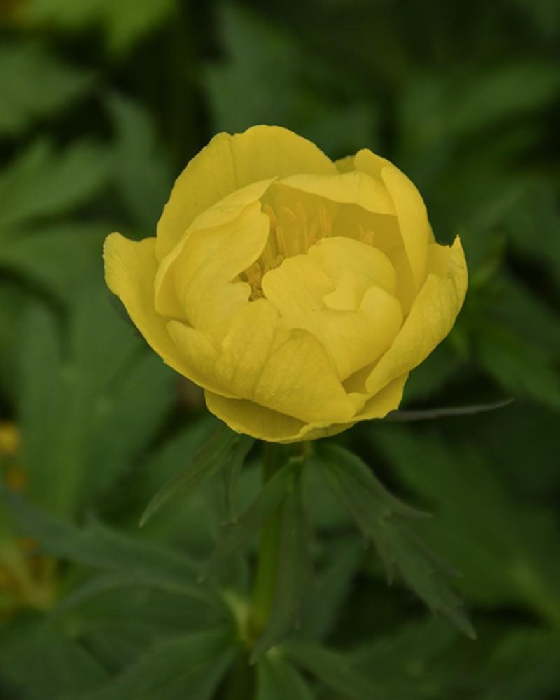 Trollius Lemon Green