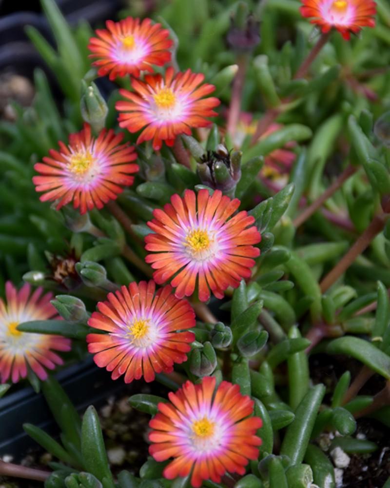 Delosperma Jewel of Desert Grenade