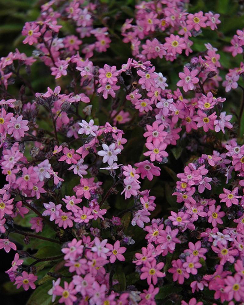Myosotis Victoria Rose Quart