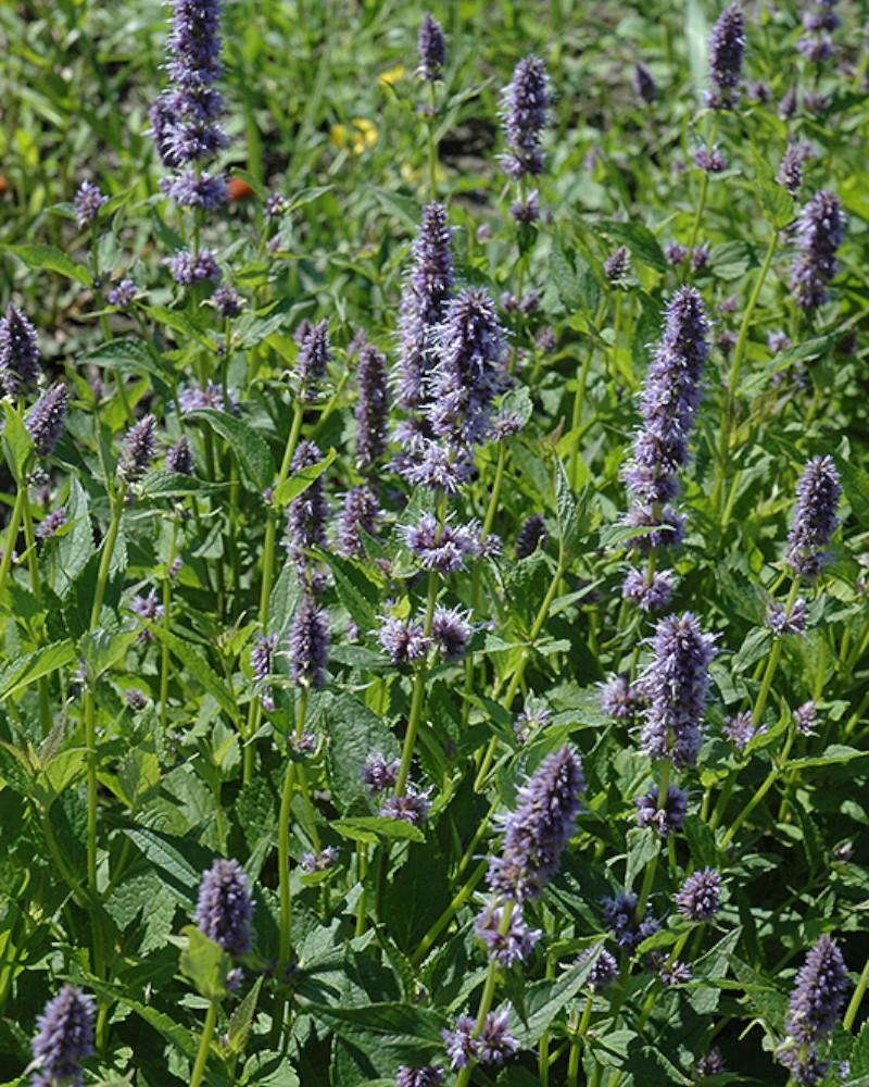 Agastache Foeniculum