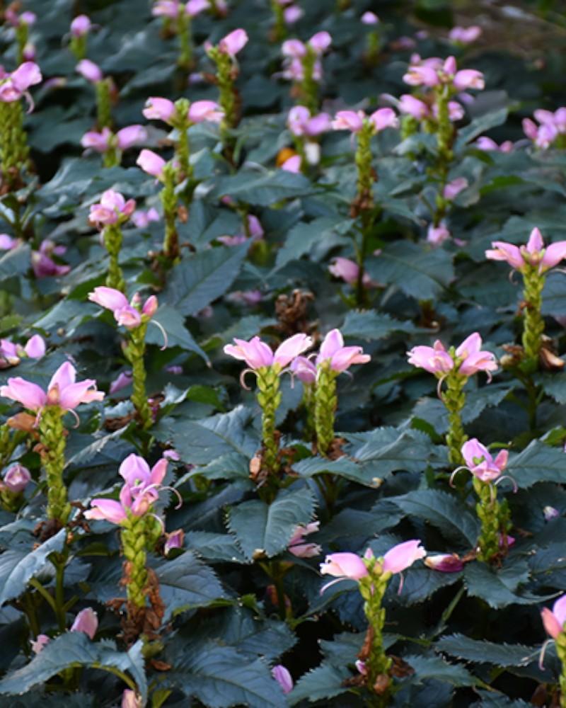 Chelone Hot Lips
