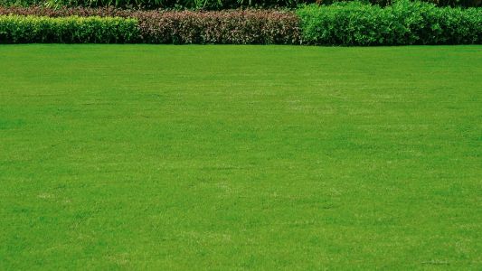 Lawn Fertilizing