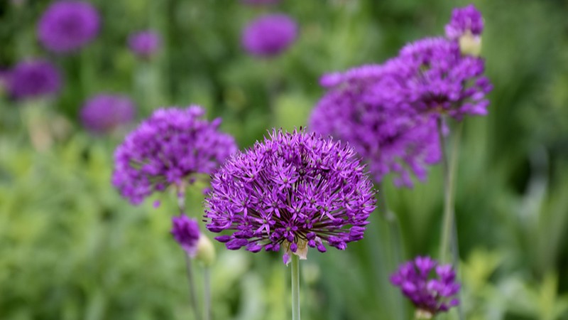 Allium