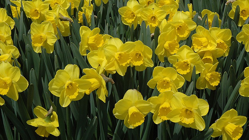 Daffodils