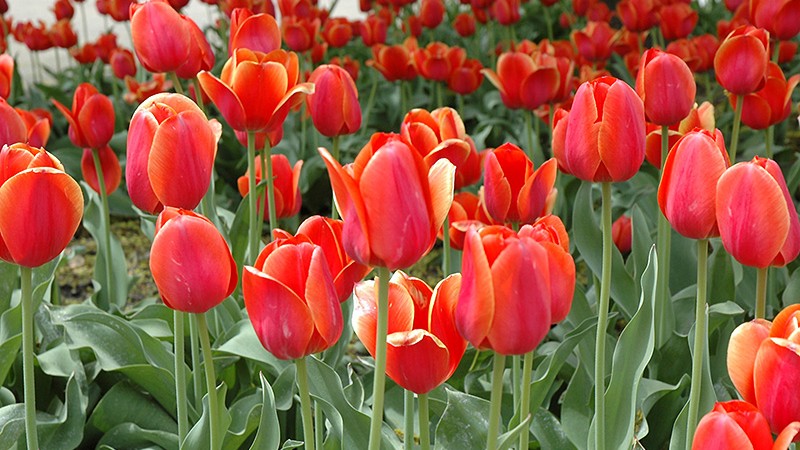 Tulips