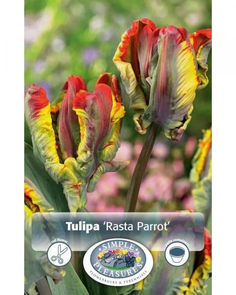 Tulip Parrot Rasta 5 bulbs/pkg