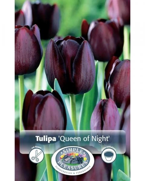 Tulip Queen of the Night 5 bulbs/pkg