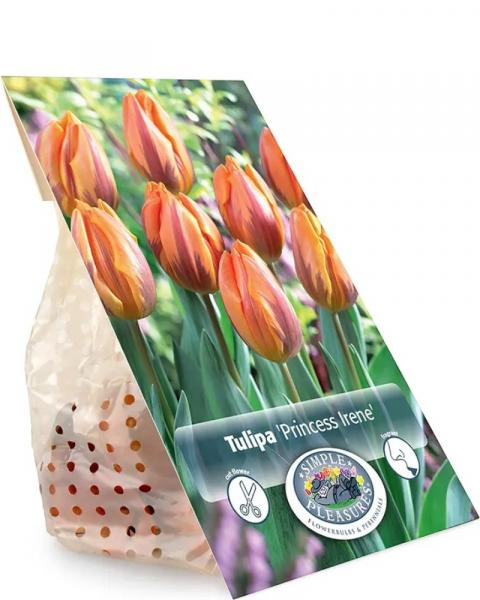 Tulip Princess Irene 5 bulbs/pkg