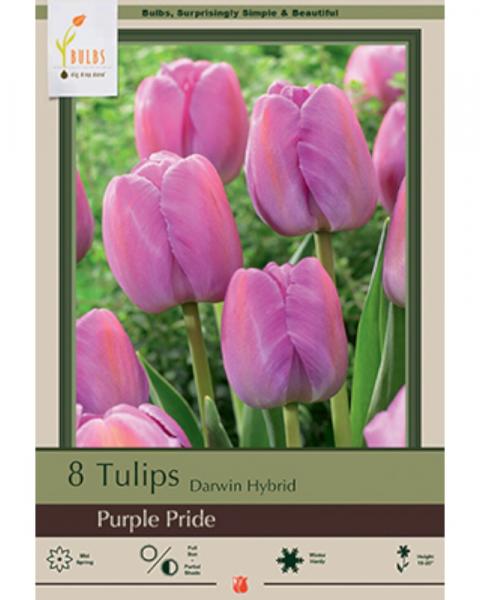 Tulip Purple Pride 8 bulbs/pkg