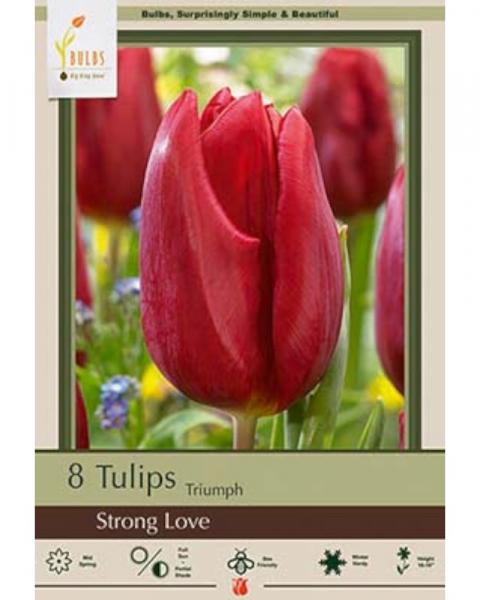 Tulip Strong Love 8 bulbs/pkg