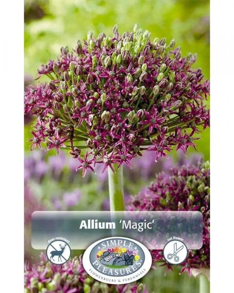 Allium Magic 5 bulbs/pkg