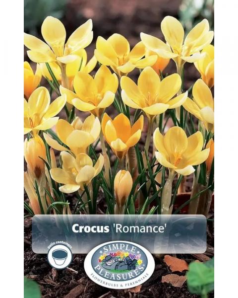Crocus Romance 20 bulbs/pkg