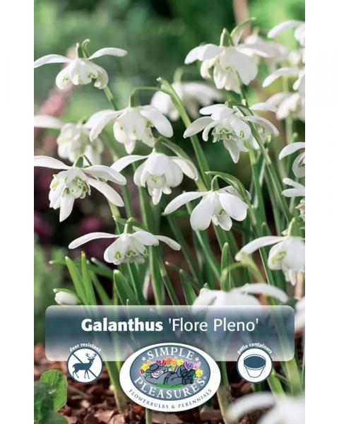 Galanthus Flore Pleno 5 bulbs/pkg