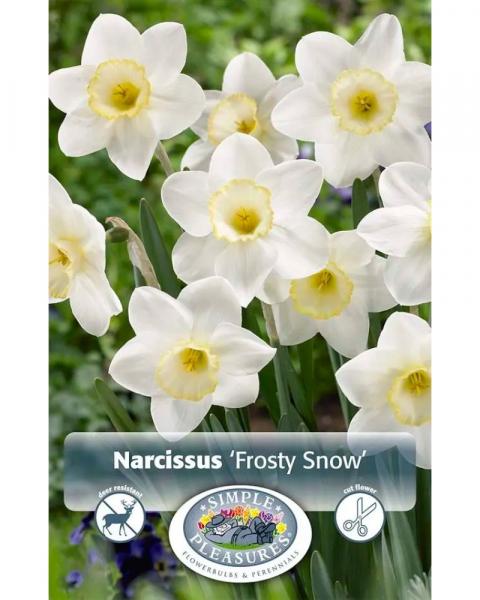 Daffodil Frosty Snow 5 bulbs/pkg