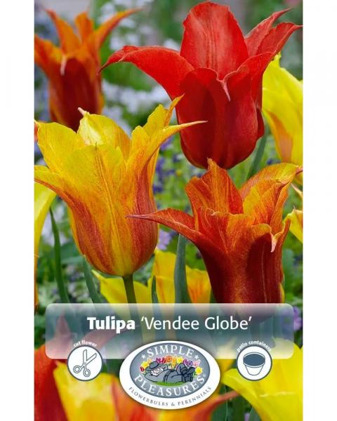Tulip Lily Vendee Globe 5 bulbs/pkg
