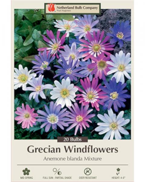 Anemone Blanda Mix 20 bulbs/pkg