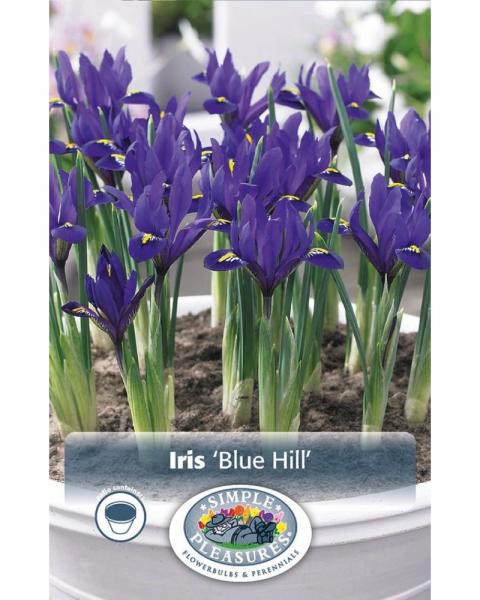 Iris Blue Hill Dwarf 12/pkg