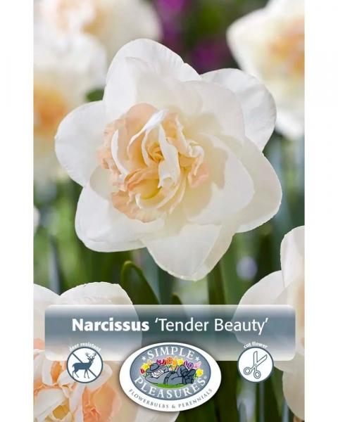 Daffodil Tender Beauty 5 bulbs/pkg