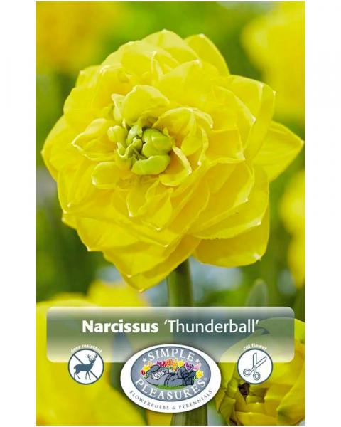 Daffodil Thunderball 3 bulbs/pkg
