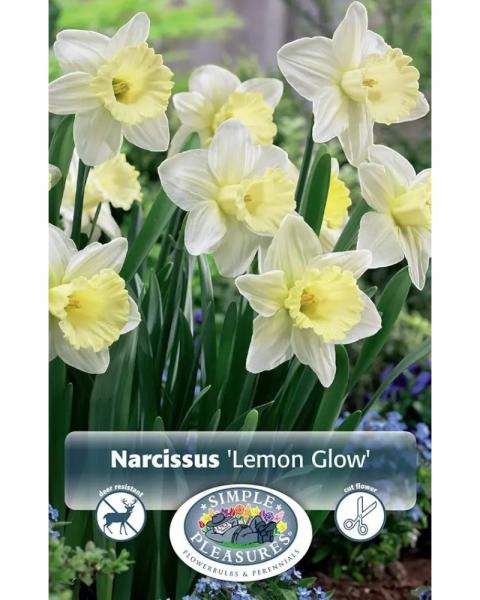 Daffodil Lemon Glow 5 bulbs/pkg