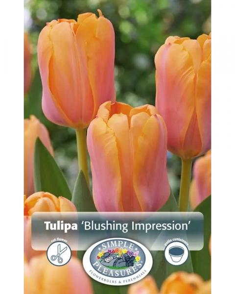 Tulip Blushing Impression Dh