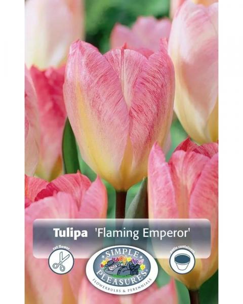 Tulip Flaming Emperor 5 bulbs/pkg