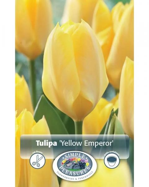 Tulip Yellow Emperor 5 bulbs/pkg