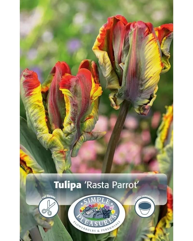Tulip Parrot Rasta 5 bulbs/pkg