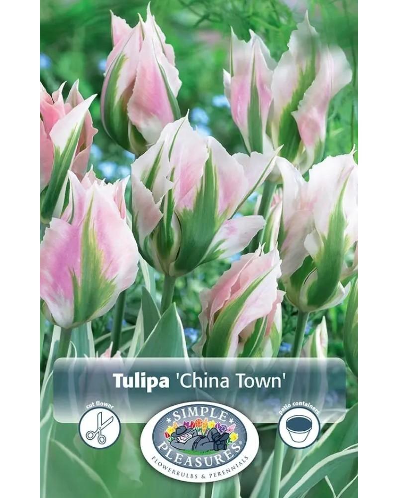 Tulip Chinatown 5 bulbs/pkg