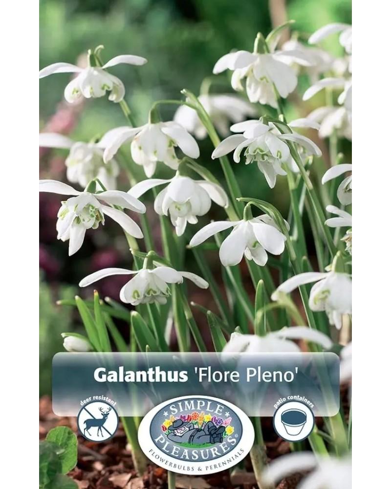 Galanthus Flore Pleno 5 bulbs/pkg