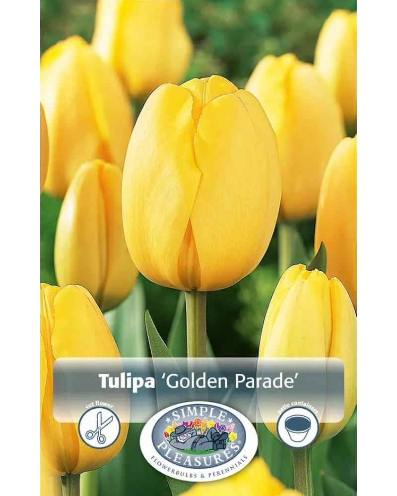 Tulip Golden Parade 5 bulbs/pkg